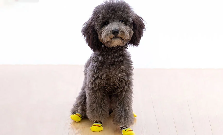 Cute Anti-Slip Socks for Small Dogs