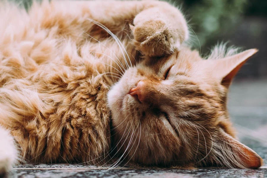 Collapsible Cat Tunnel for Easy Storage