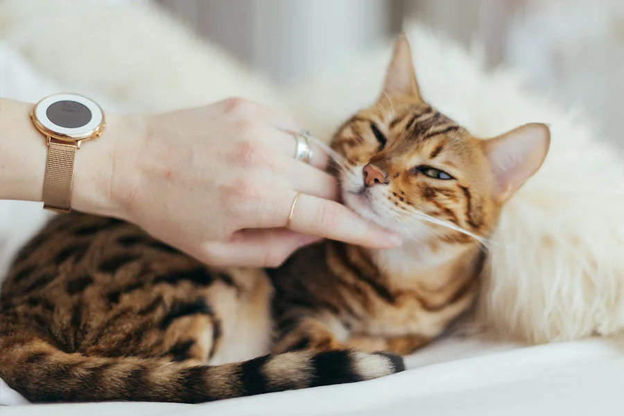 Non-Slip Pet Grooming Glove